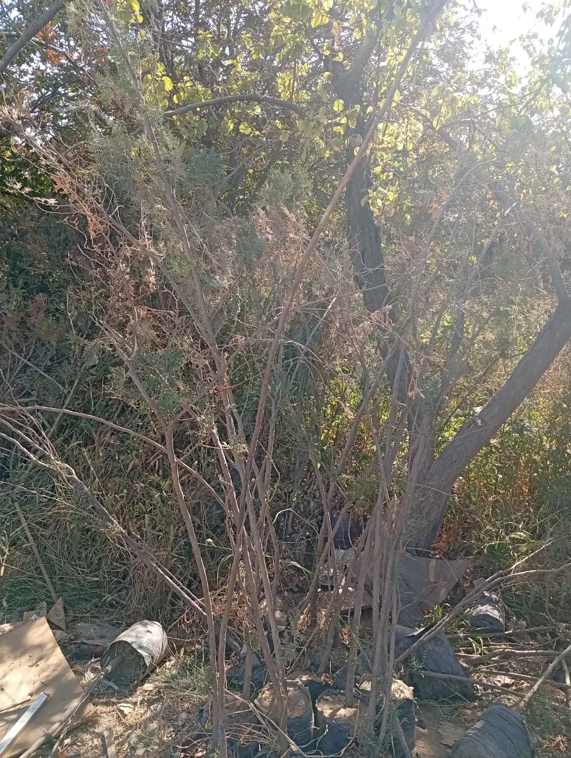 نهال گلدونی کاج|خدمات باغبانی و درختکاری|مشکیندشت, |دیوار