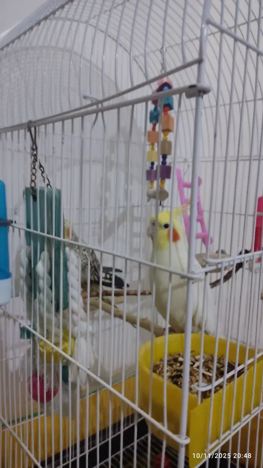 عروس هلندی یک جفت|پرنده|نسیم‌شهر, |دیوار