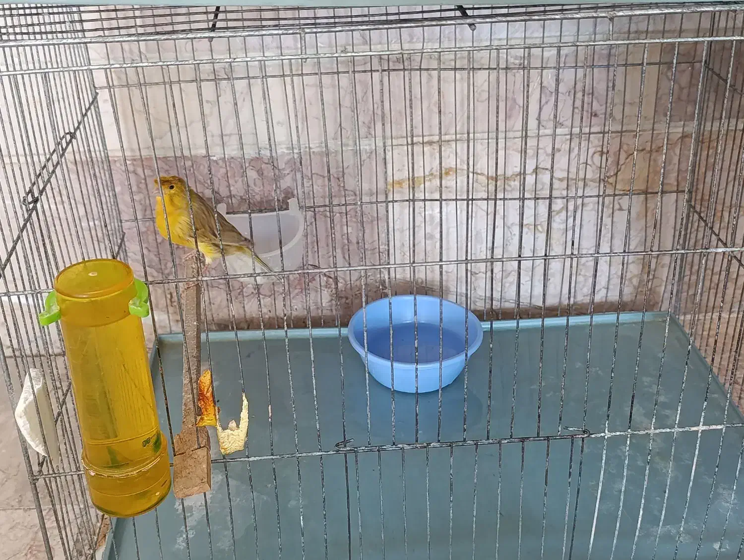 قناری|پرنده|کرمان, |دیوار