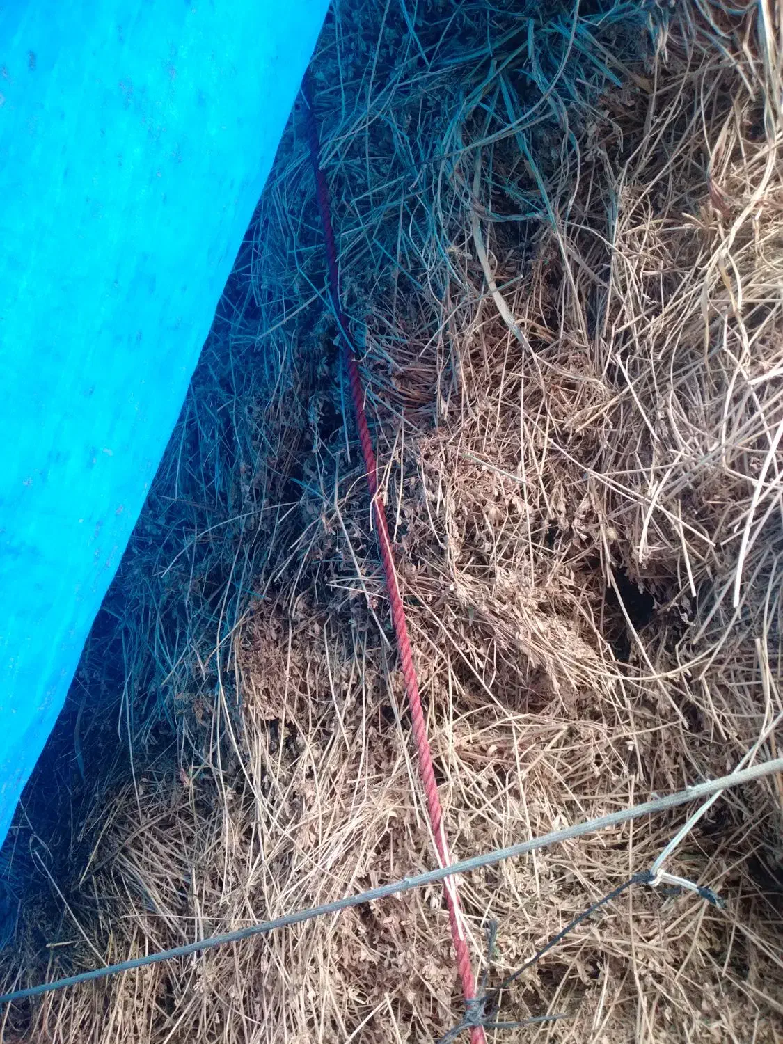 علف یونجه|عمده‌فروشی|قره ضیاالدین, |دیوار