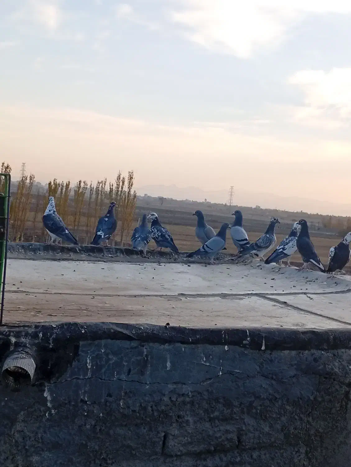 کبوتر|پرنده|میاندوآب, |دیوار