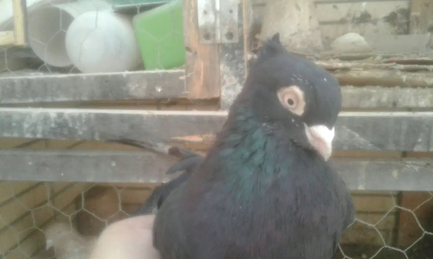 جفت زاغ آبادانی|پرنده|شاهین‌شهر, شهرک صنعتی مورچه خورت|دیوار