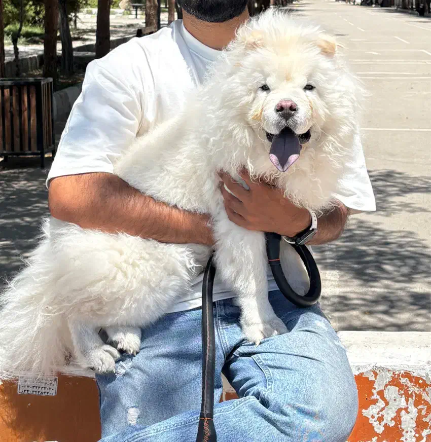 چاو چاو نر ۸ ماهه|سگ|کرمان, |دیوار