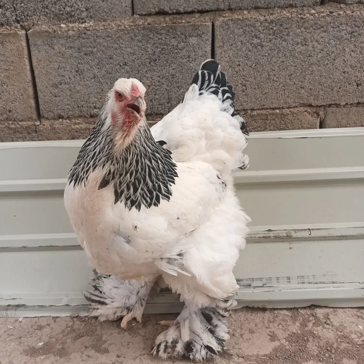 برهما لایت|حیوانات مزرعه|صوفیان, |دیوار