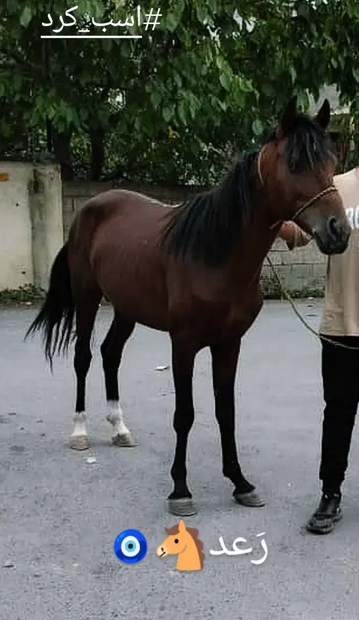 اسب کرد فروشی|اسب و تجهیزات اسبسواری|کلاردشت, |دیوار