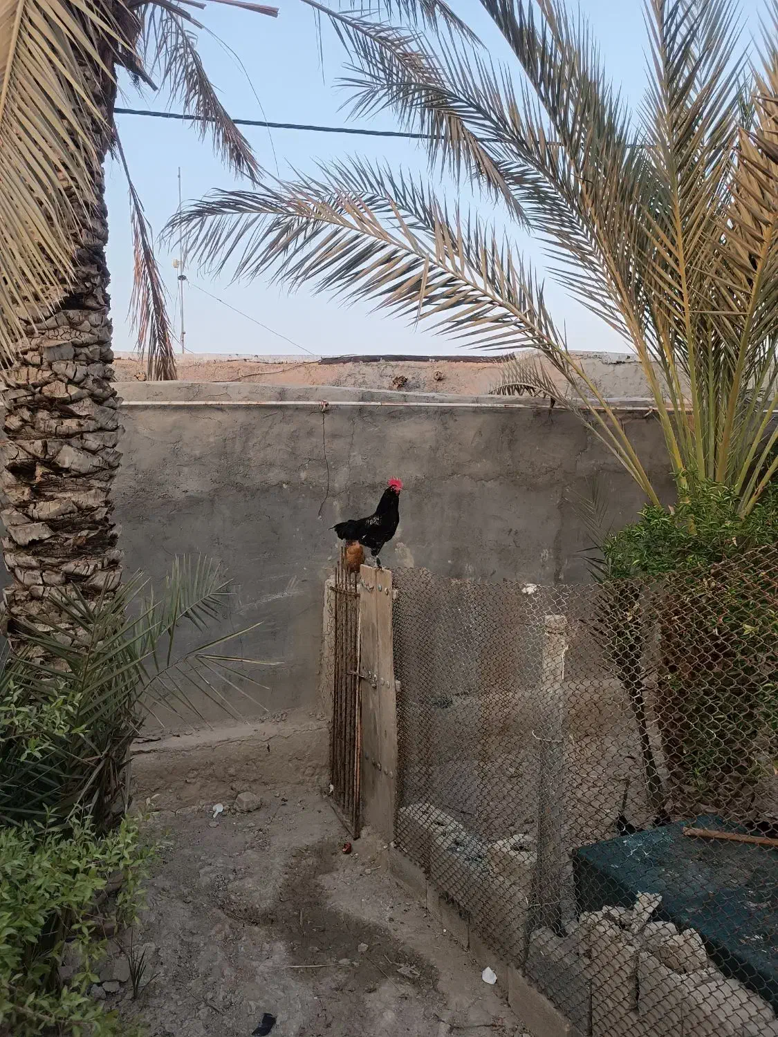 مرغ. جوجه. خروس|حیوانات مزرعه|لامرد, |دیوار