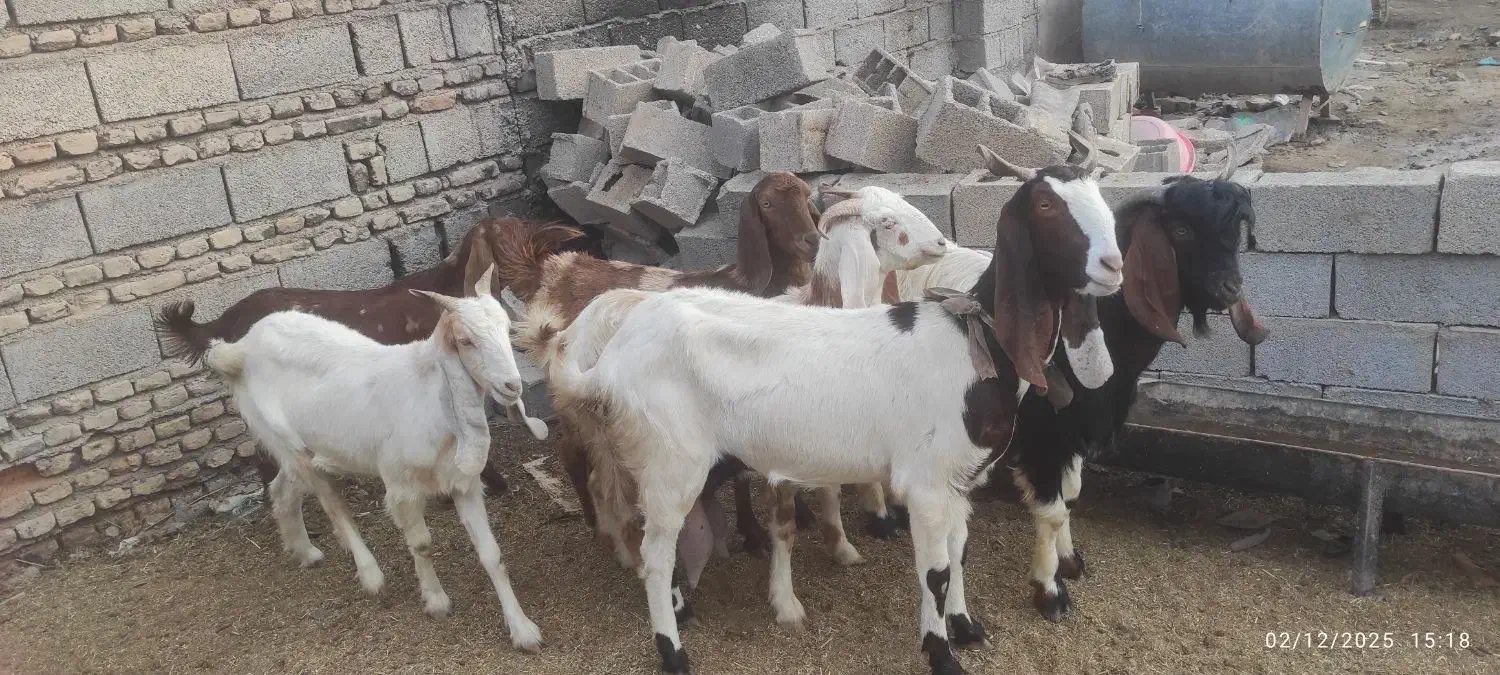 بز‌داشتی|حیوانات مزرعه|انبارآلوم, |دیوار