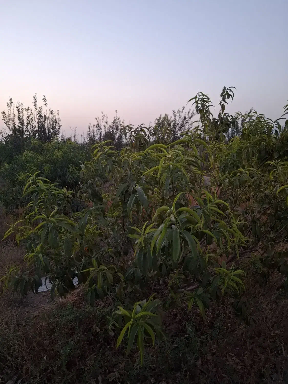 فروش باغچه ۱۰۰۰متری قابل تهاتر|فروش زمین و ملک کلنگی|نظرآباد, خسروآباد|دیوار