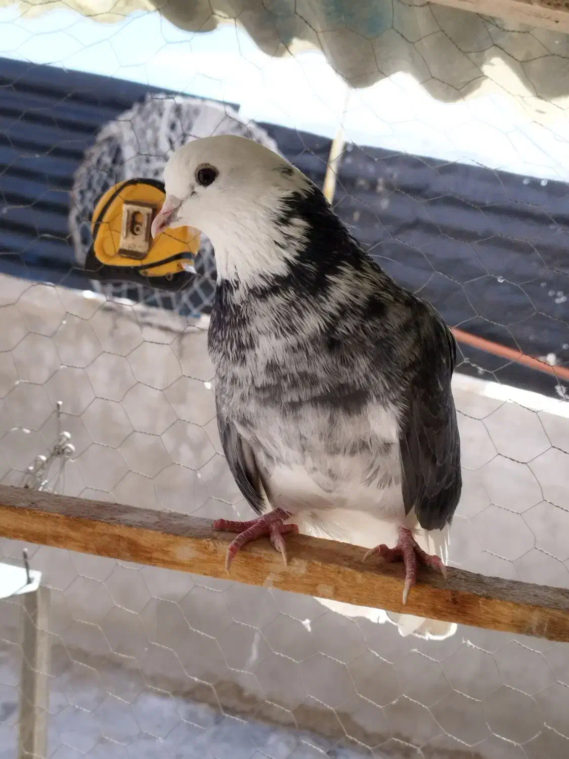 1عددکفترگرفته شده|حیوانات|نقده, |دیوار