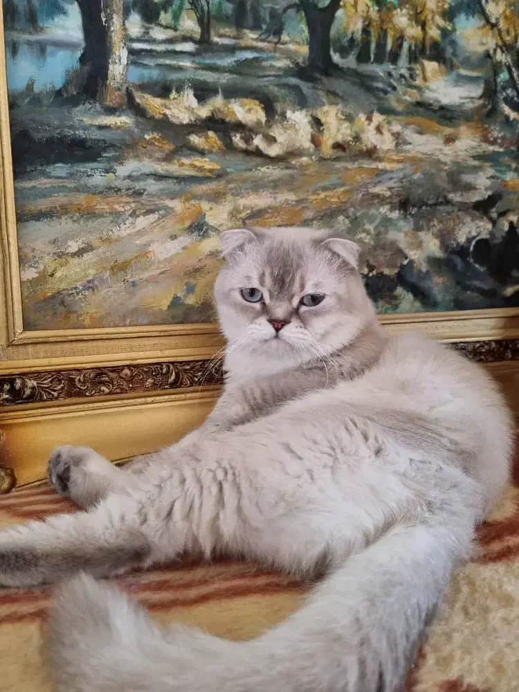 اسکاتیش خاص نر برای جفت گیری|گربه|تبریز, |دیوار