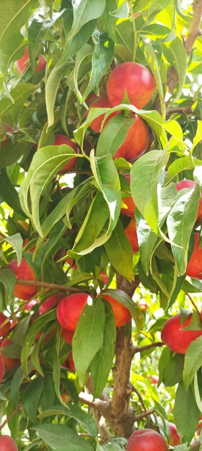 انواع نهال شلیل|خدمات باغبانی و درختکاری|شاهین‌شهر, فرودگاه هسا|دیوار