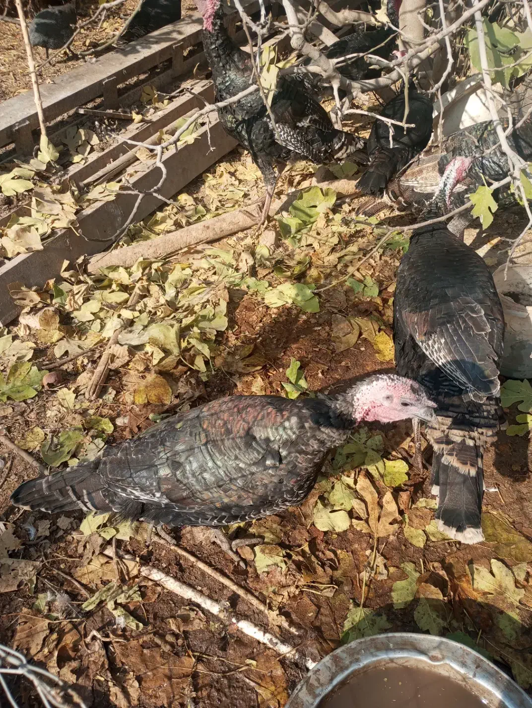 بوقلمون خانگی ارگانیک|حیوانات مزرعه|پیشوا, |دیوار