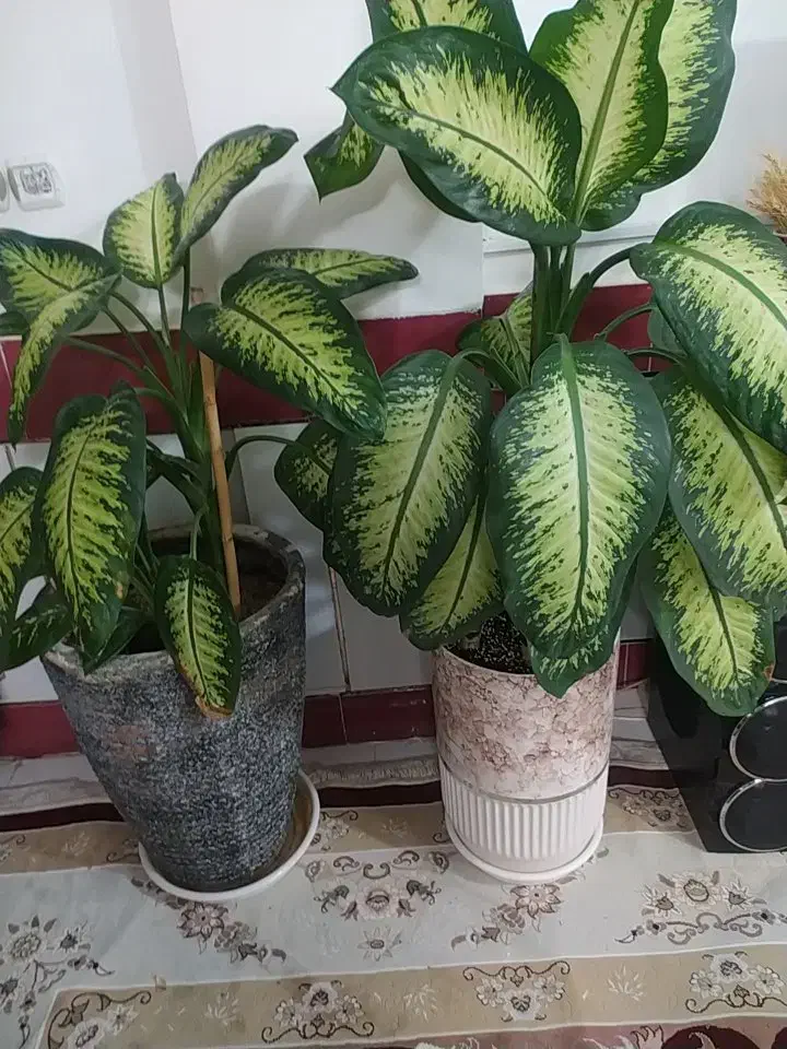 رسیدگی به گل های آپارتمانی و باغچه و تعویض گلدان|خدمات باغبانی و درختکاری|شاهین‌شهر, خانه کارگر|دیوار