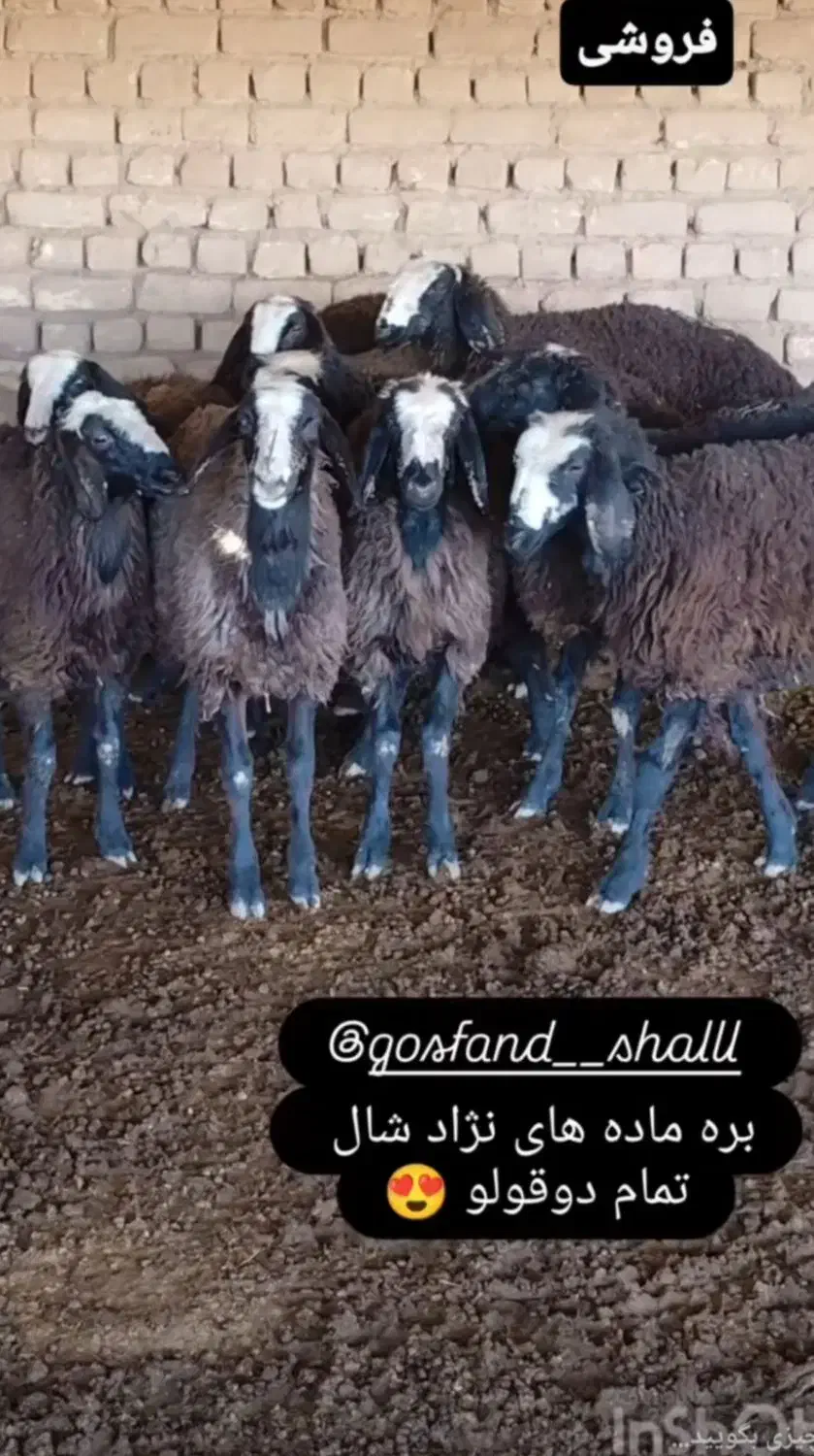 ۴۰ راس بره پای پروار|حیوانات مزرعه|رامند, |دیوار