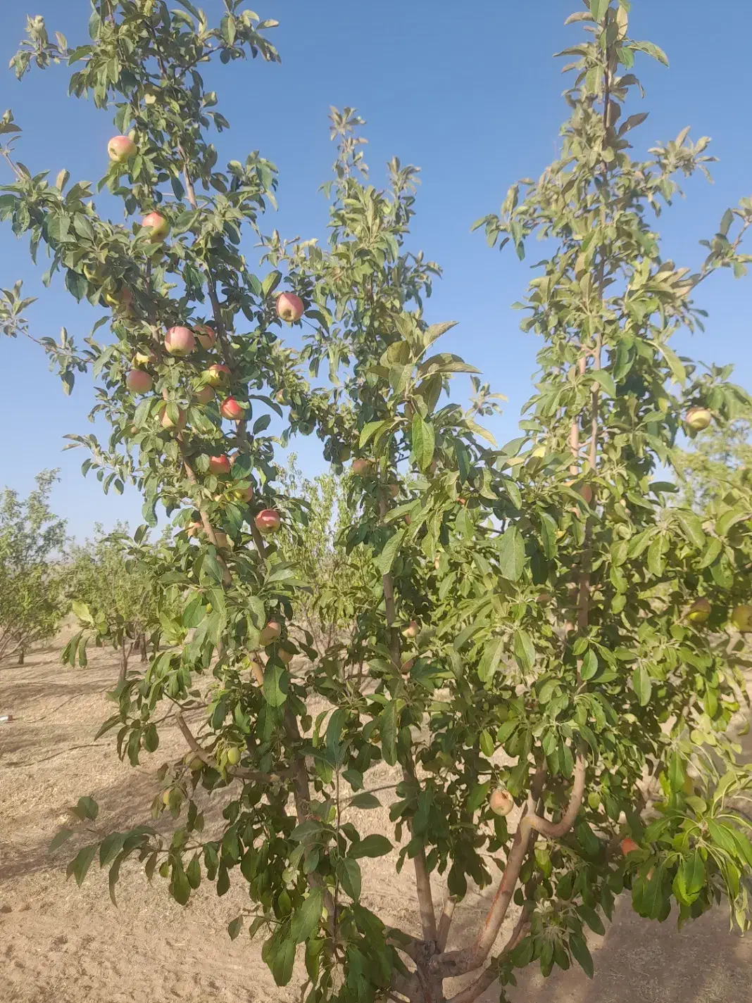 گندم آرد شاهدانه بادام ارگانیک|عمده‌فروشی|شهرکرد, |دیوار