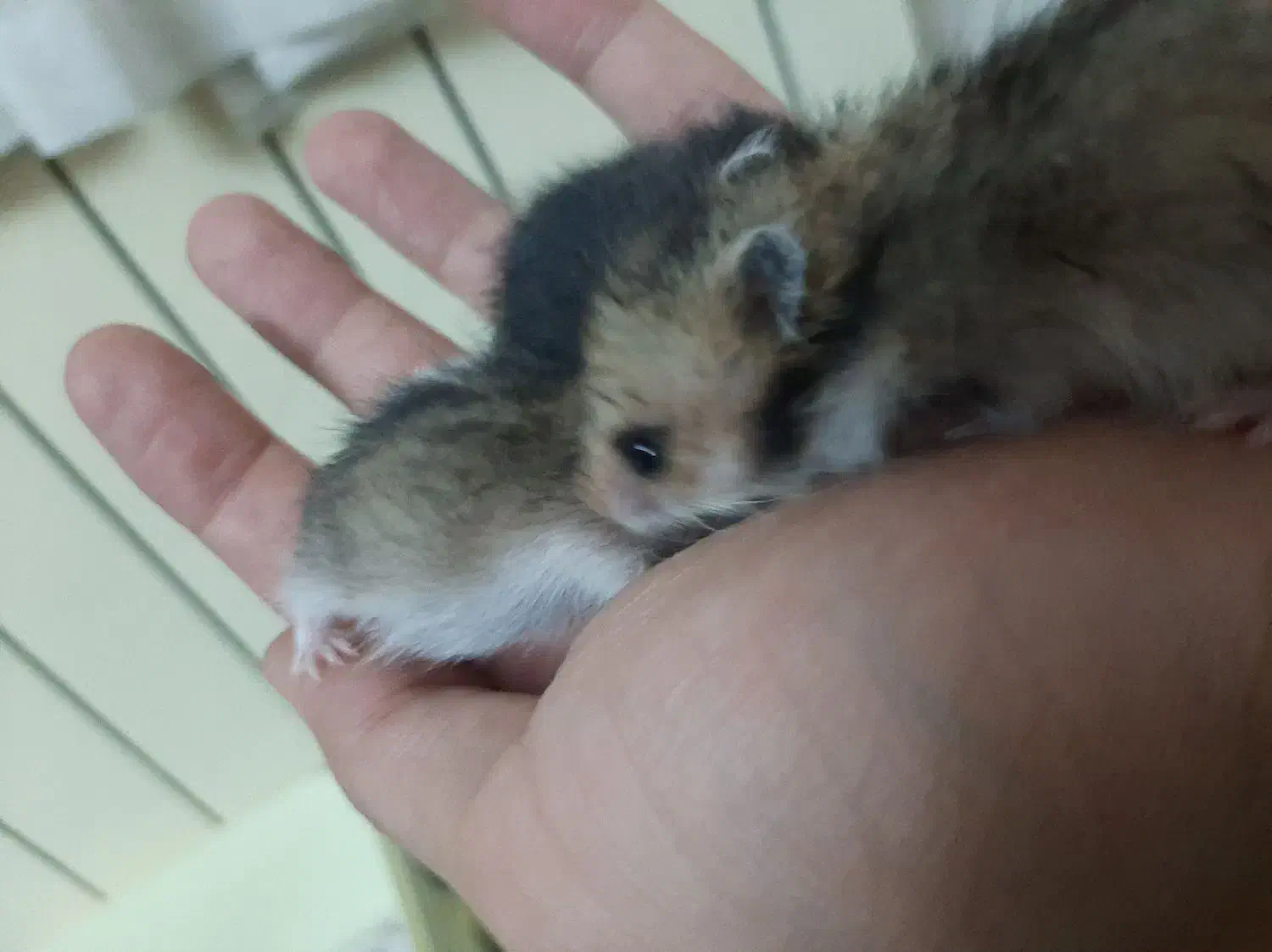 همستر|موش و خرگوش|اصفهان, کنگاز|دیوار