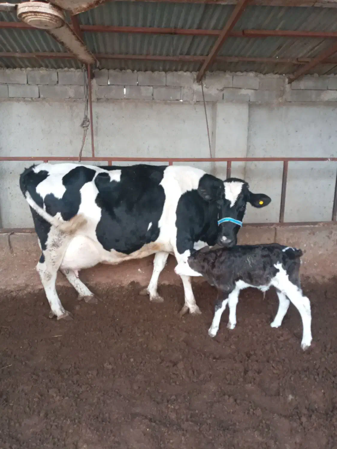 گاو صنعتی تازه زا 45کیلو شیر|حیوانات مزرعه|القجر, |دیوار