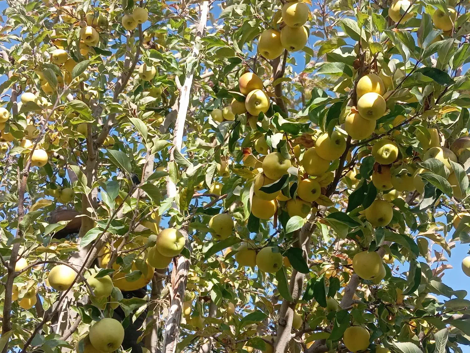 سیب تازه از درخت سفید و قرمز موجود|خوردنی و آشامیدنی|نوشین شهر, |دیوار