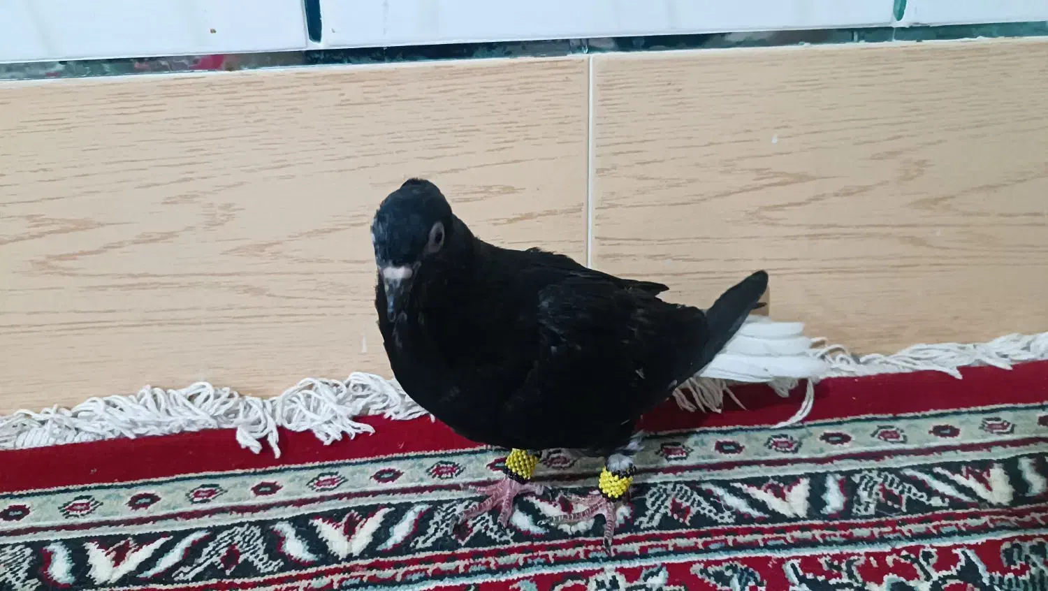 دو عدد کبوتر دم سفید|پرنده|صائین قلعه, |دیوار