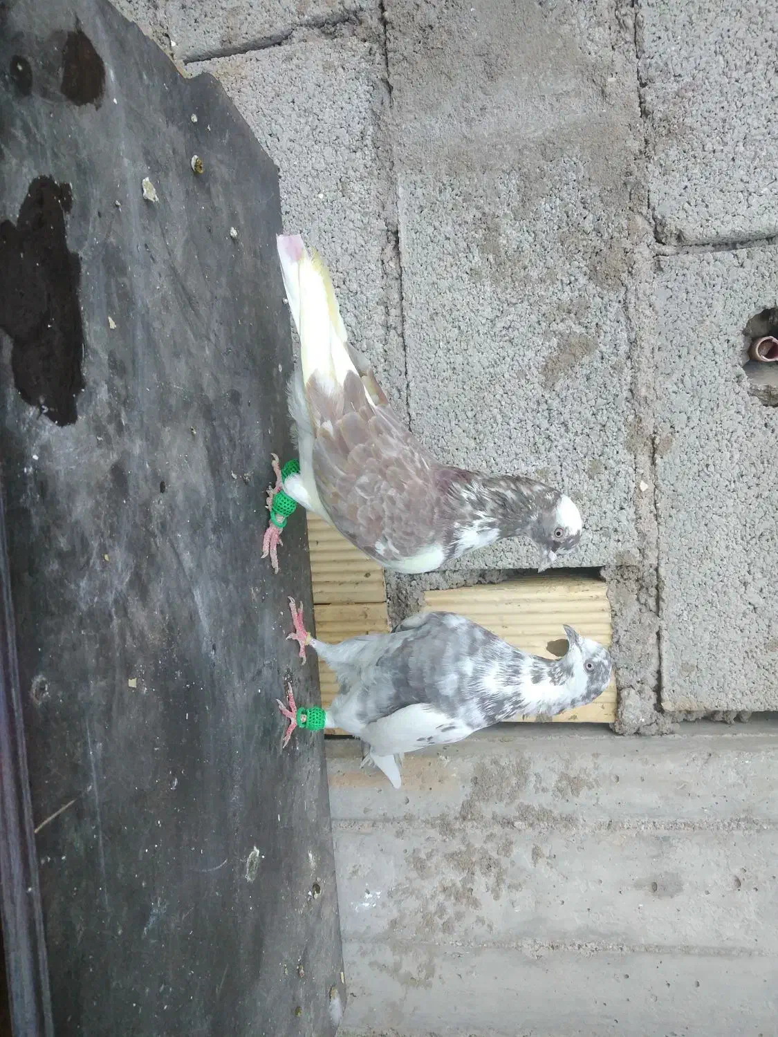 یه جفت کبوتر عتیقه ساعتی|حیوانات|مسجد سلیمان, |دیوار