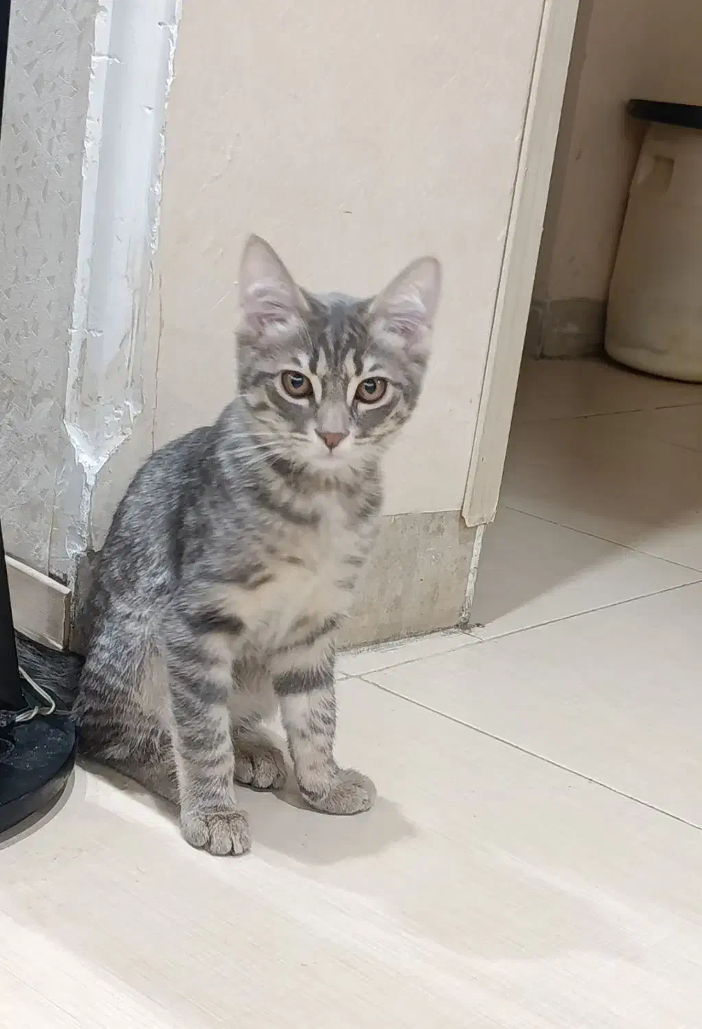 گربه خانگی ۴ ماهه|گربه|شیراز, شهرک بزین|دیوار