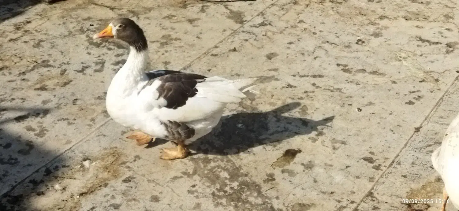 غاز ماده تخم گذار کرچ میشه|حیوانات مزرعه|قرچک, باقرآباد|دیوار