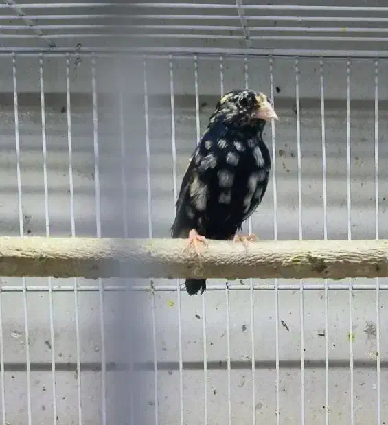 خاص ترین فنچ ایران فنچ وایدا و جامبو big size|پرنده|شیراز, عفیفآباد|دیوار