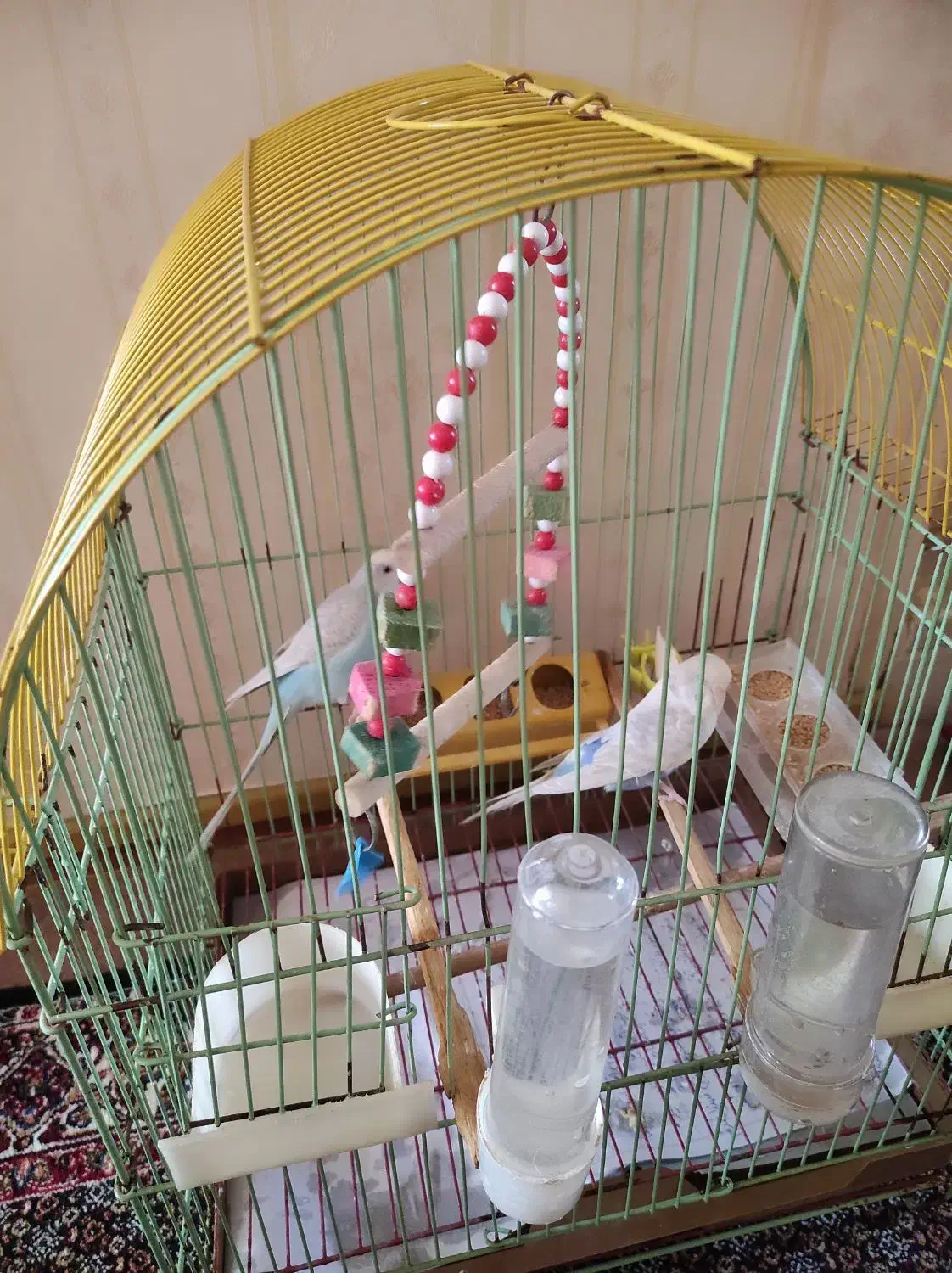 قفس پرنده|لوازم جانبی حیوانات|سهند, |دیوار