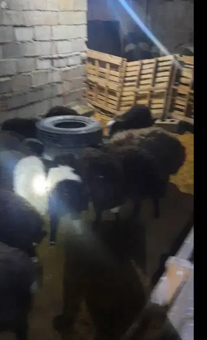 بره نر چاق|حیوانات مزرعه|ماهدشت, |دیوار