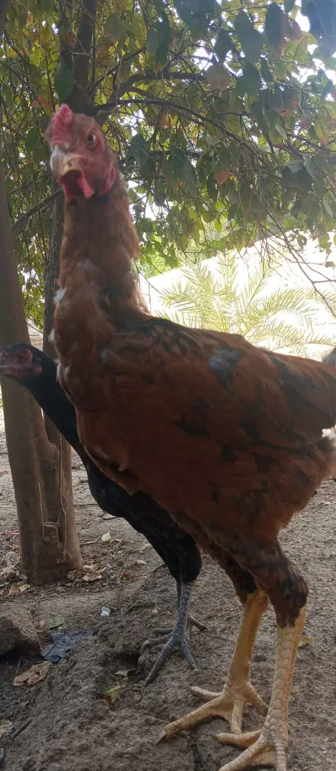 خروس لاری|حیوانات مزرعه|شبانکاره, |دیوار