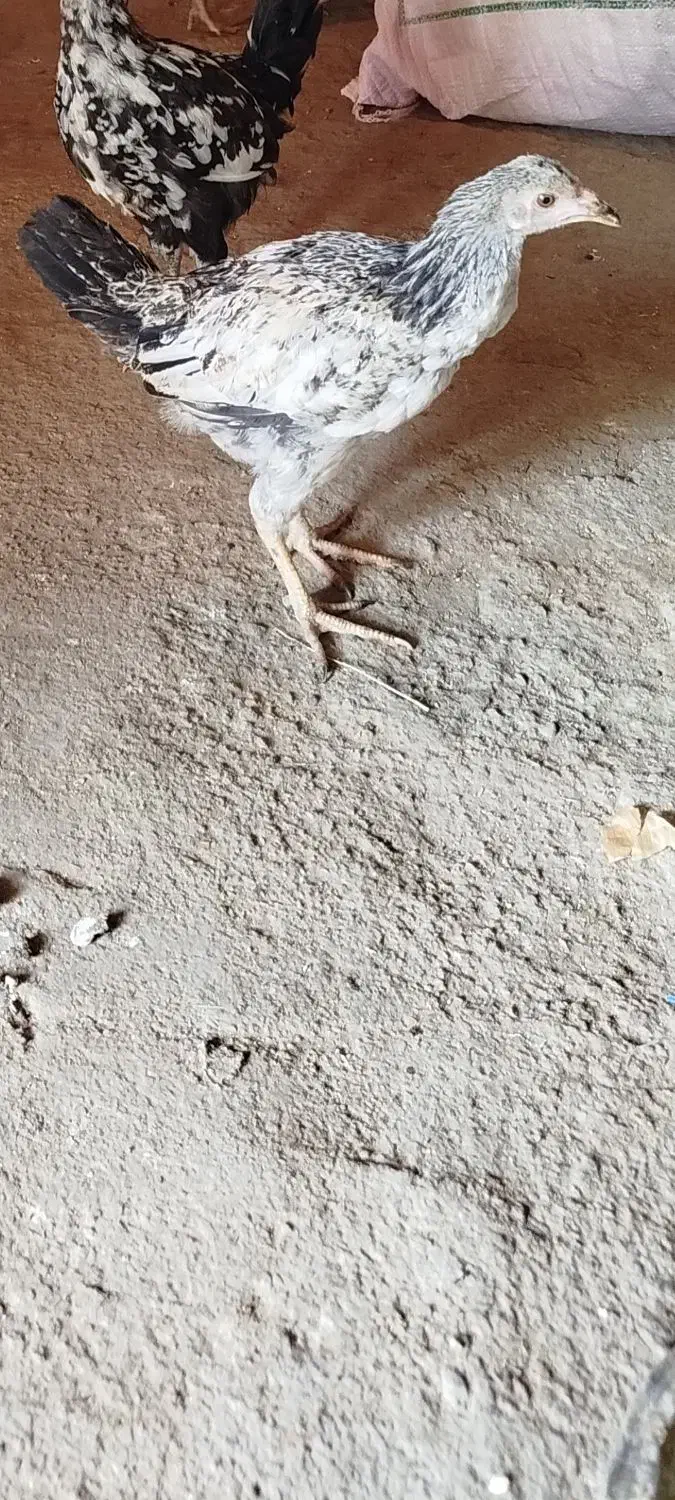 واروک|حیوانات مزرعه|دهگلان, |دیوار