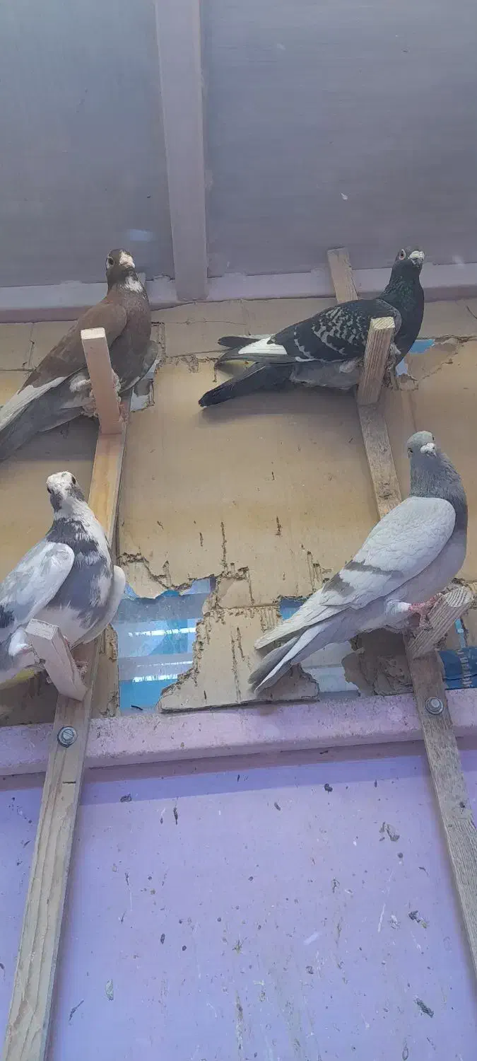 کفتر سوراخی پریده مخ|پرنده|کرمان, |دیوار