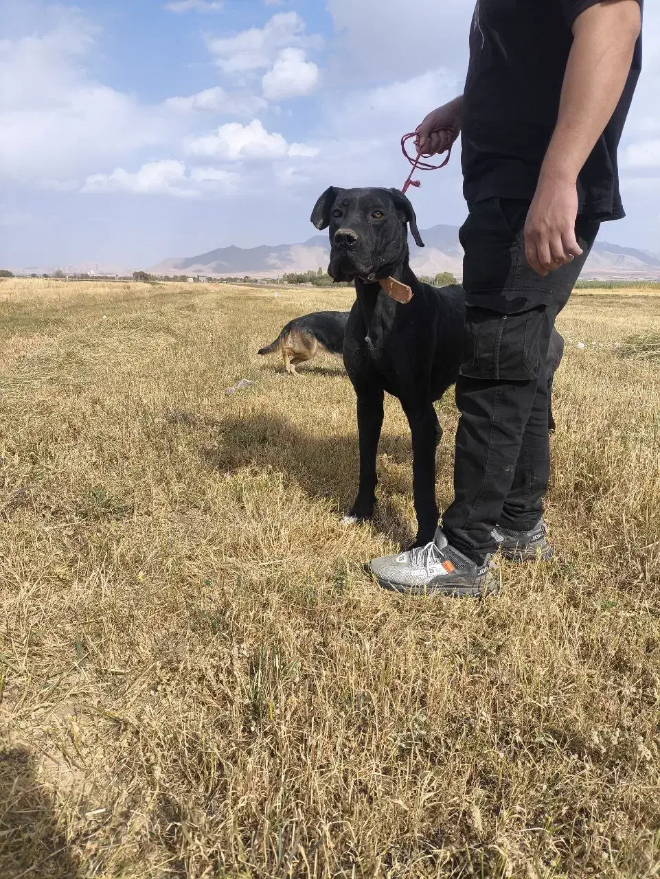 سگ گریدین|سگ|تهران, بلوار کشاورز|دیوار