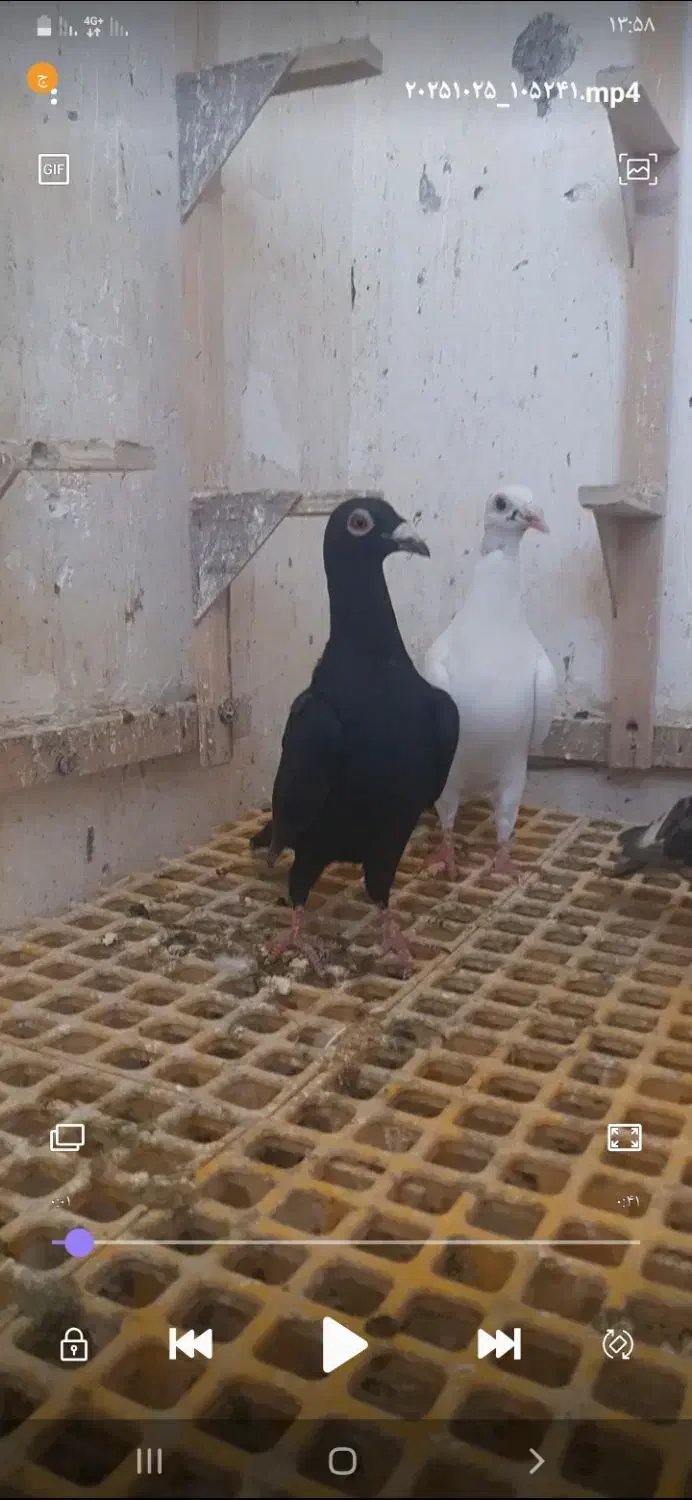 کبوتر|پرنده|شیراز, شهرک والفجر|دیوار