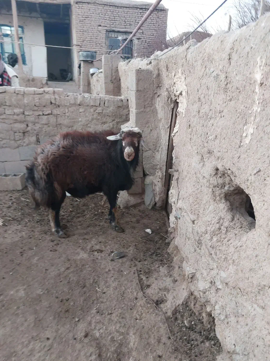 گوسفند قوچ|حیوانات مزرعه|طاغنکوه, |دیوار