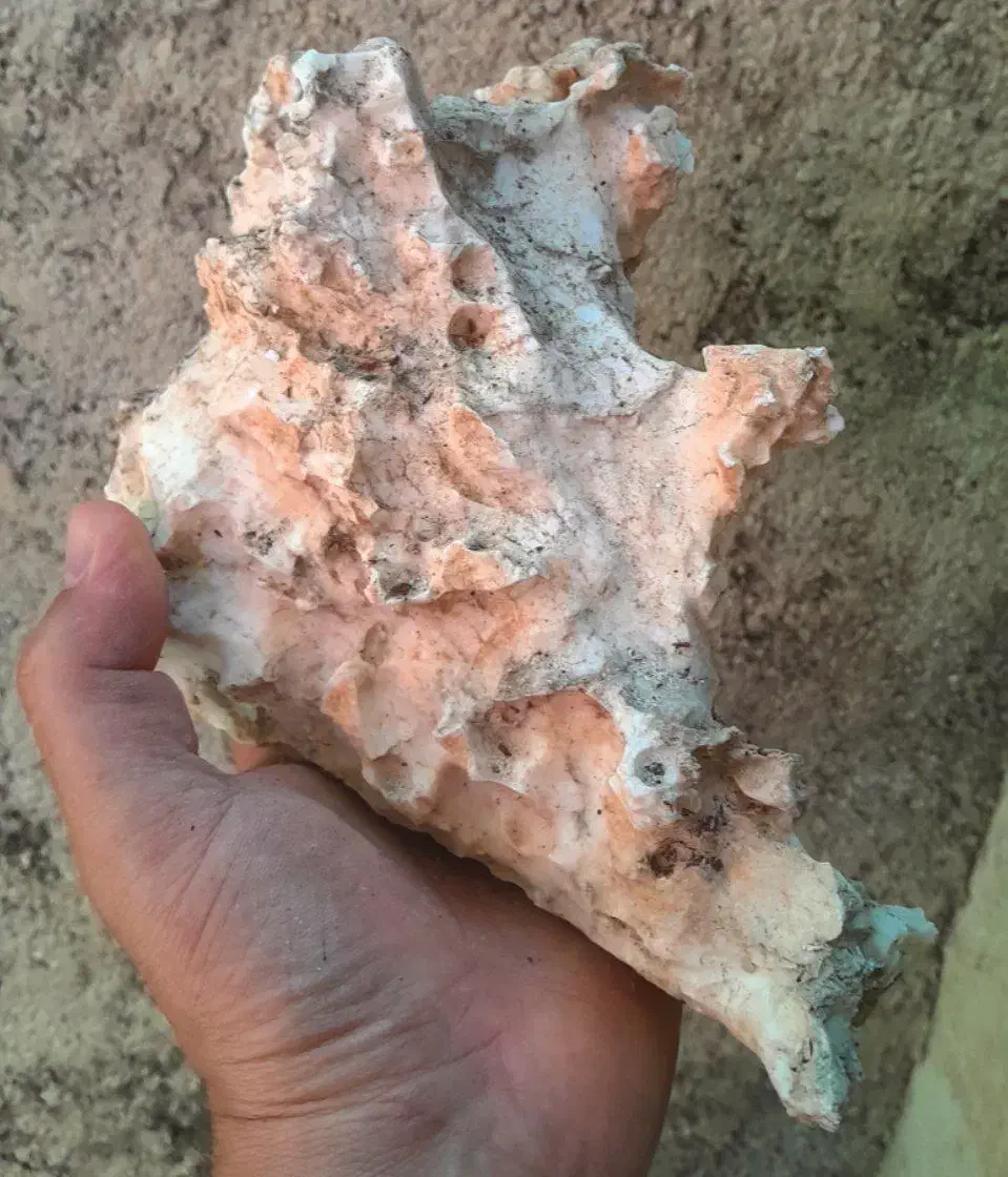 سنگ آکواریوم|ماهی|ایلام, |دیوار