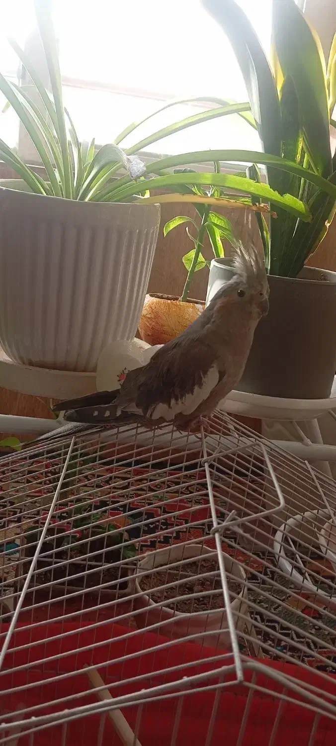 عروس هلندی|پرنده|سیرجان, |دیوار