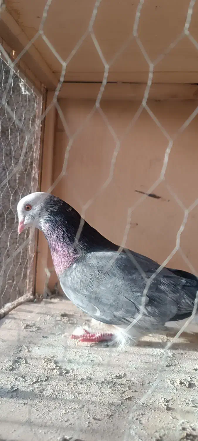 کبوتر سرور|پرنده|ورامین, خیر آباد|دیوار