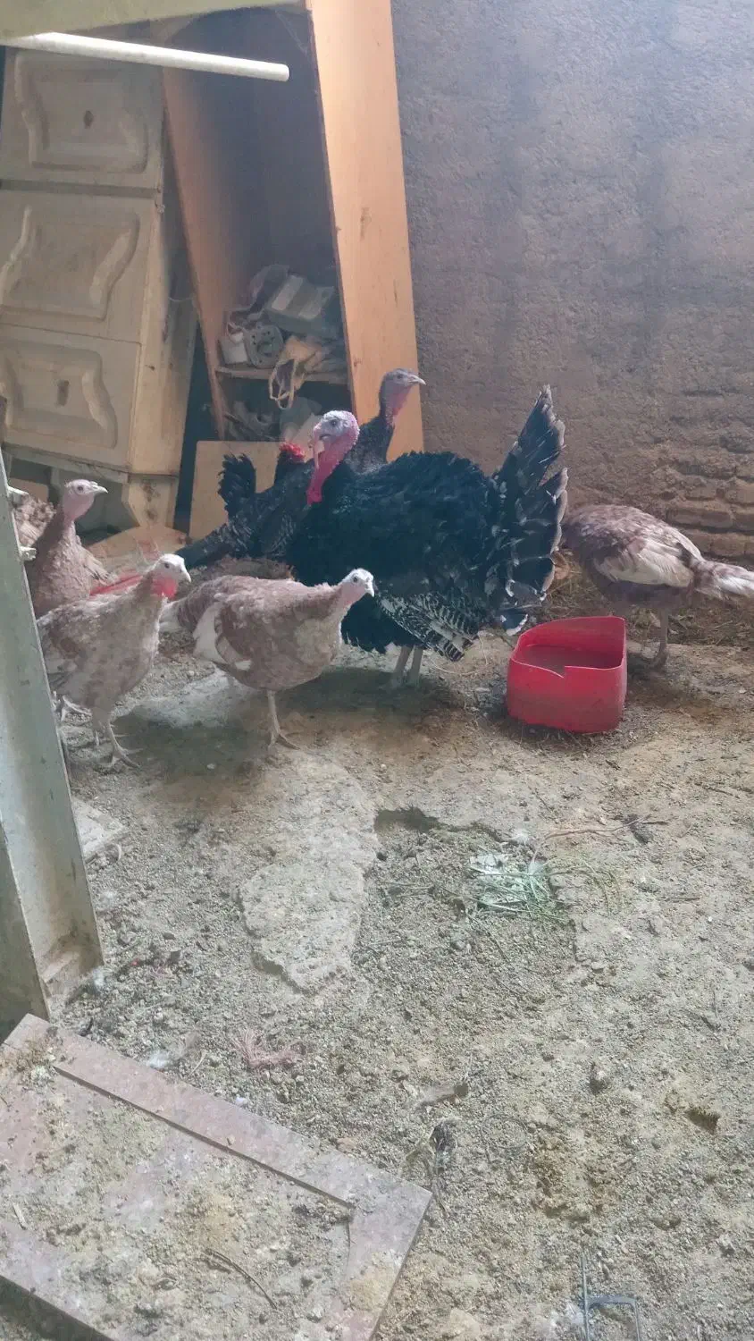 بوقلمون|حیوانات مزرعه|پیشوا, |دیوار