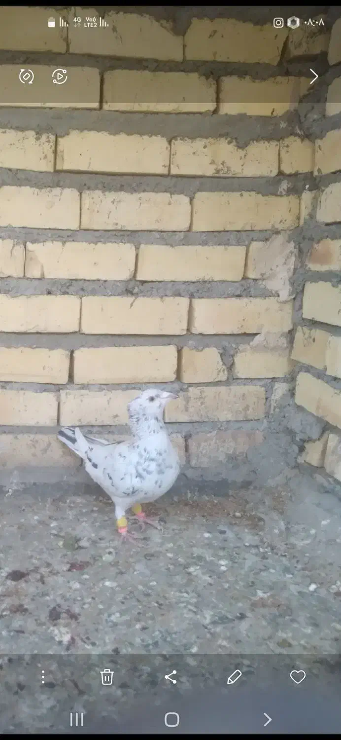 سار کاکلی ماده|پرنده|گلبهار, نوبهار|دیوار