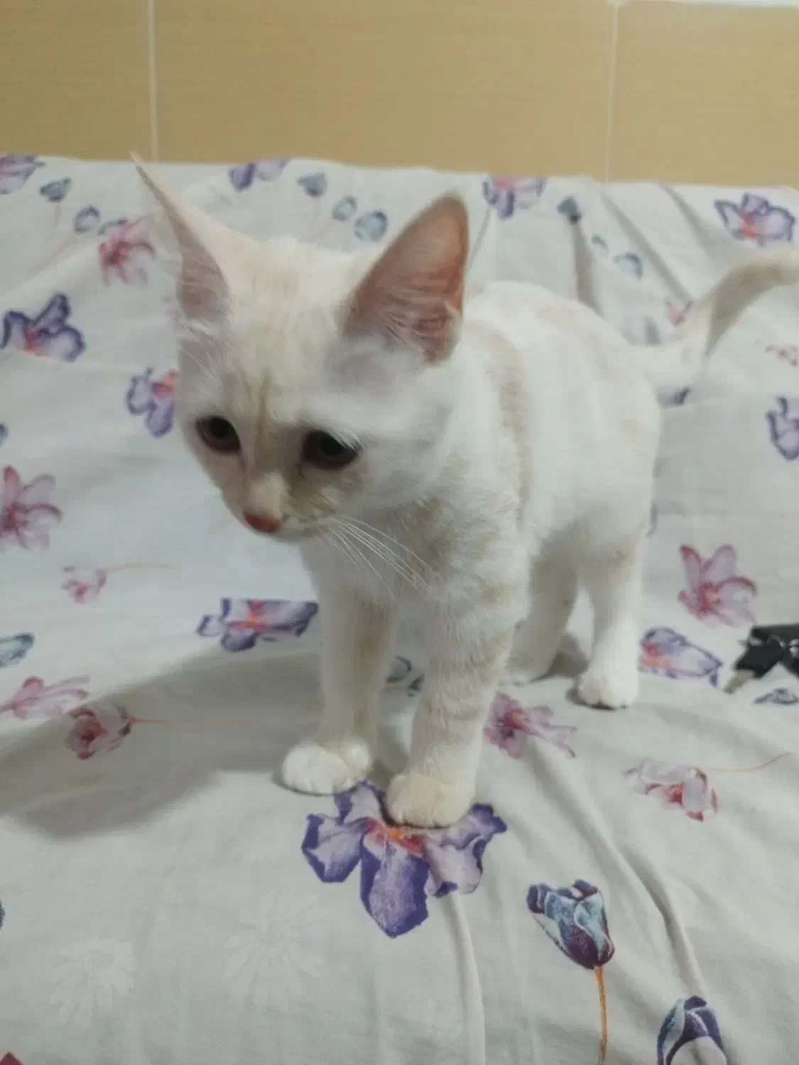 گربه پرشین اسکاتیش|گربه|کرمان, |دیوار