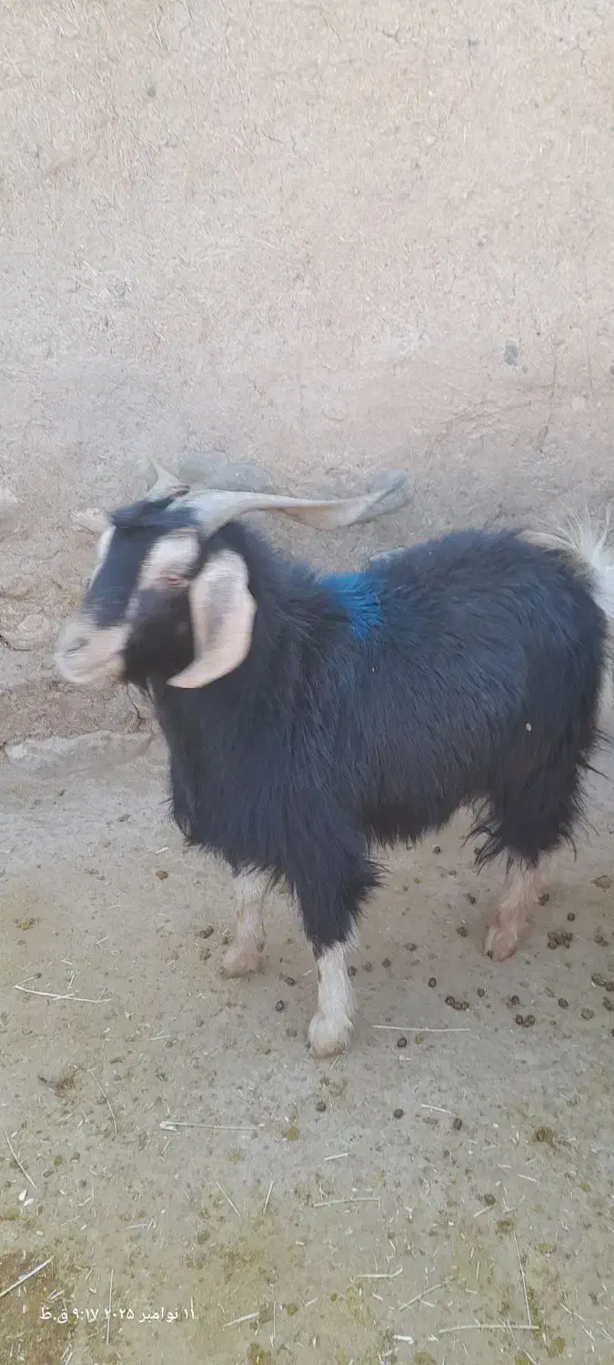 بزغاله گوسفند|حیوانات مزرعه|آشتیان, |دیوار