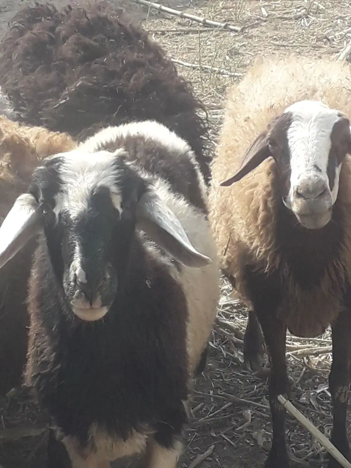 بره قوچ افشاری|حیوانات مزرعه|کاشان, صفی آباد|دیوار