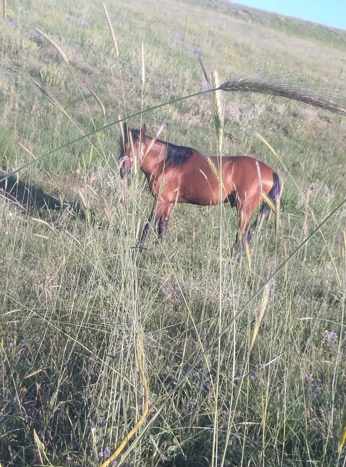 اسب کورد|اسب و تجهیزات اسب‌سواری|ارومیه, |دیوار