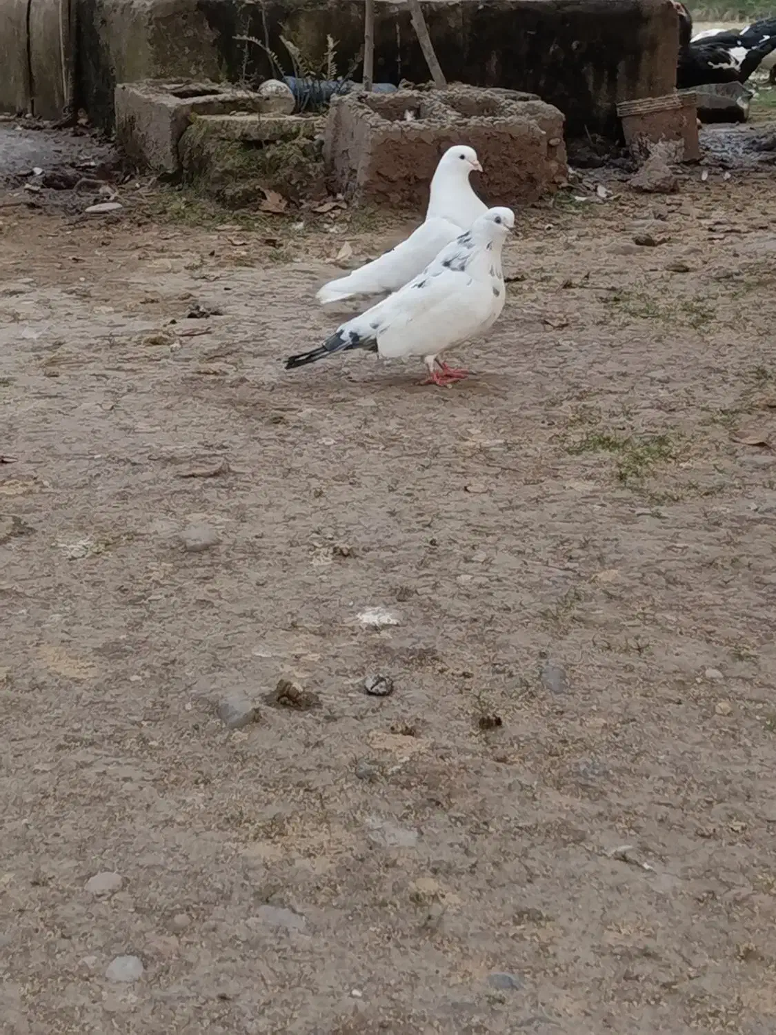 معاوظه با قناری نر|پرنده|سنگر, |دیوار