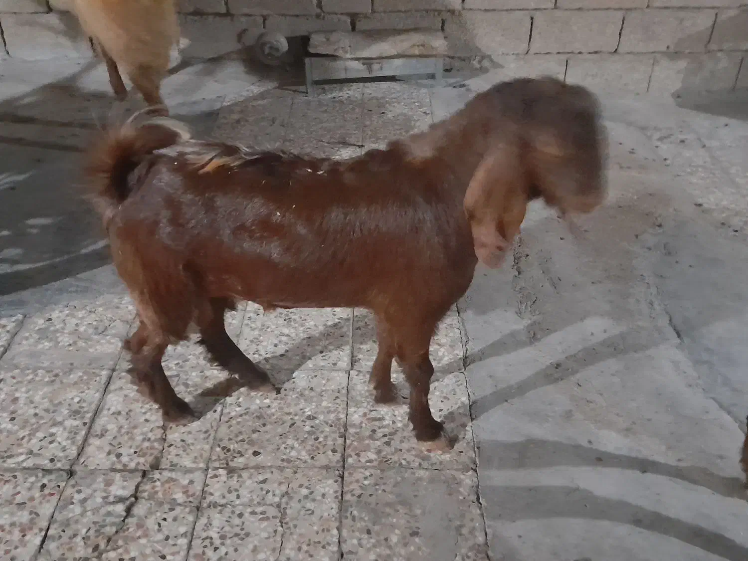 بز نر|حیوانات مزرعه|بندر ماهشهر, |دیوار