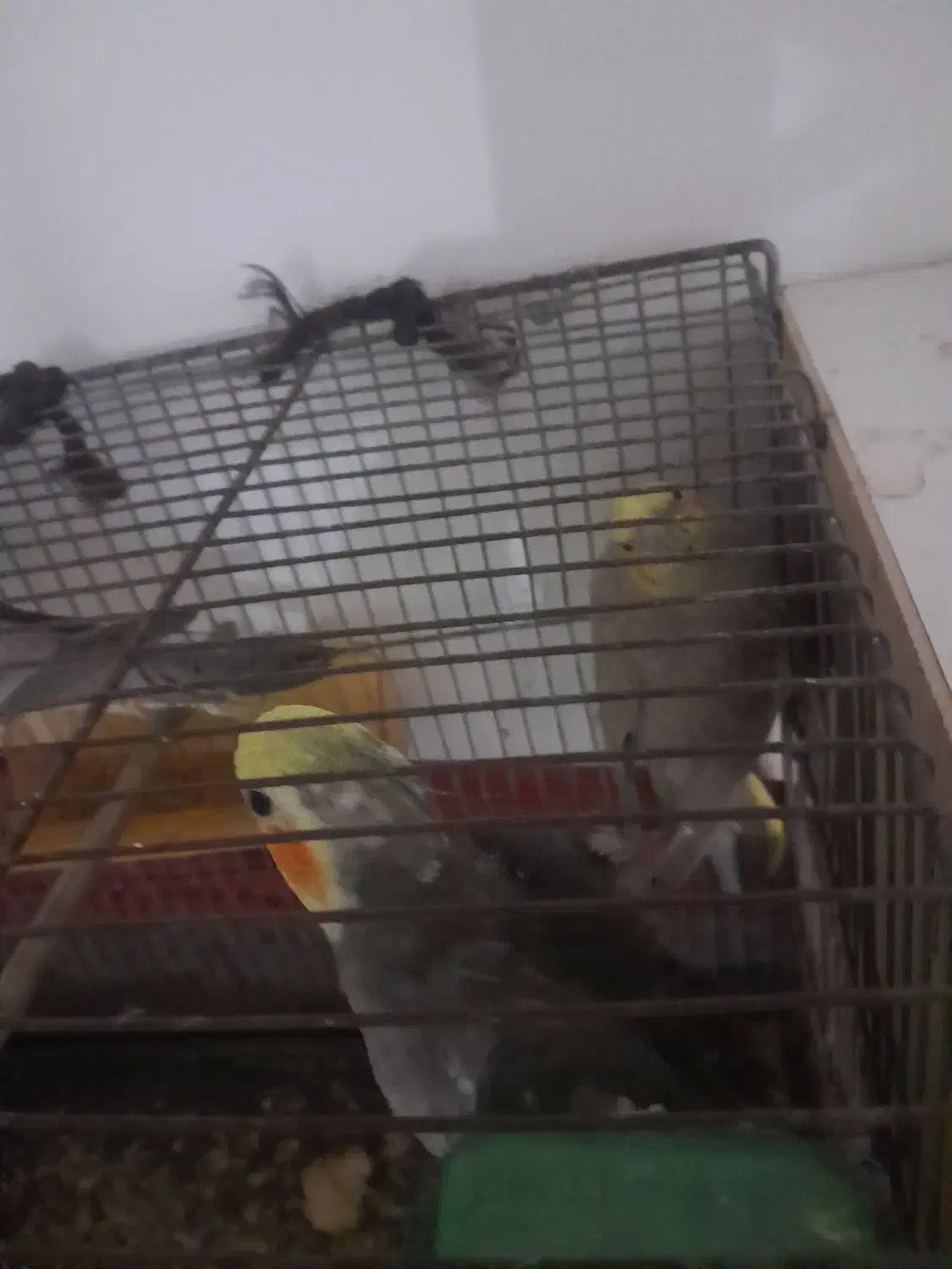 تعداد ۳ عدد عروس هلندی|پرنده|باخزر, |دیوار