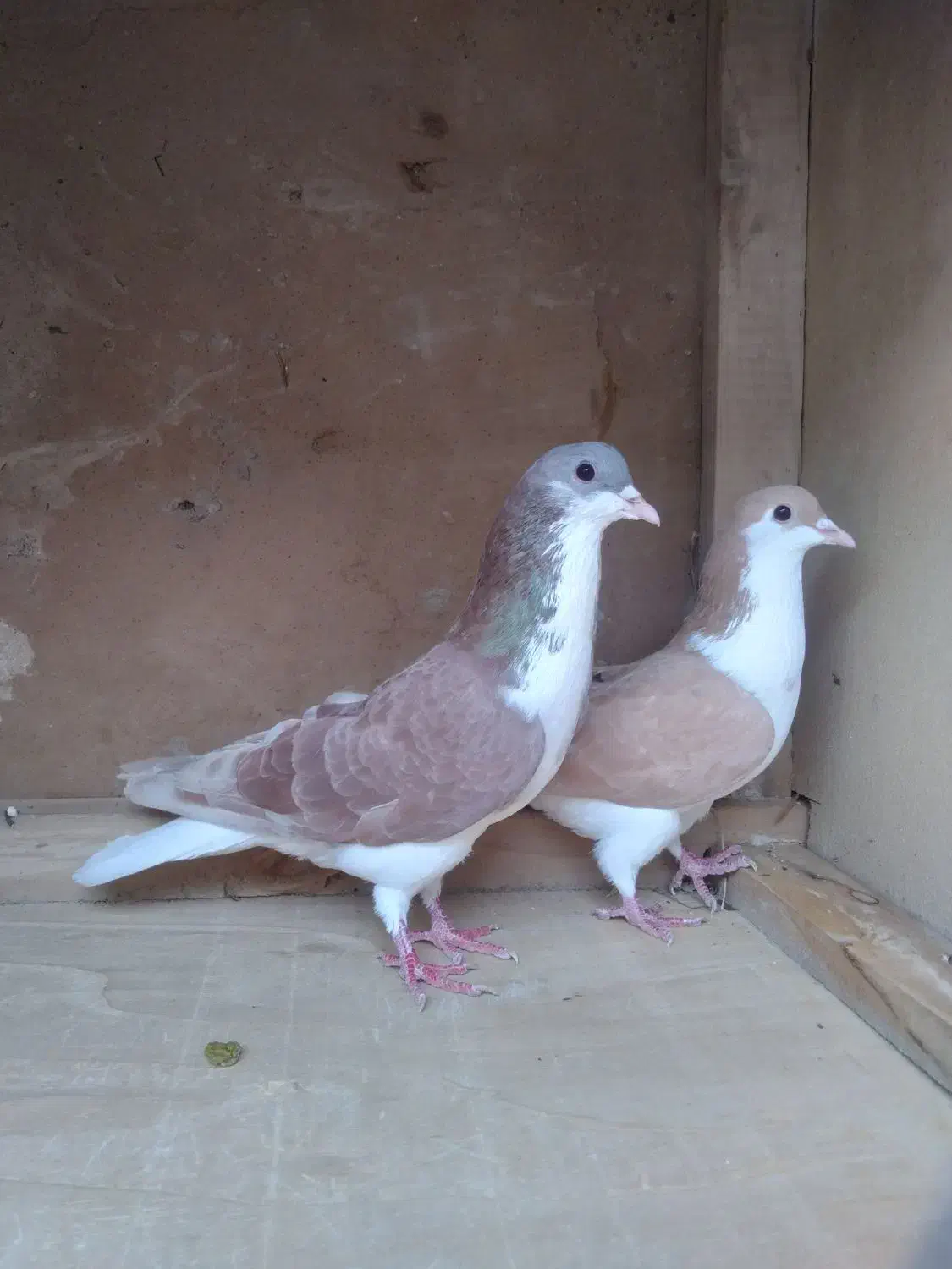 کبوتر رنگی|پرنده|رامشیر, |دیوار