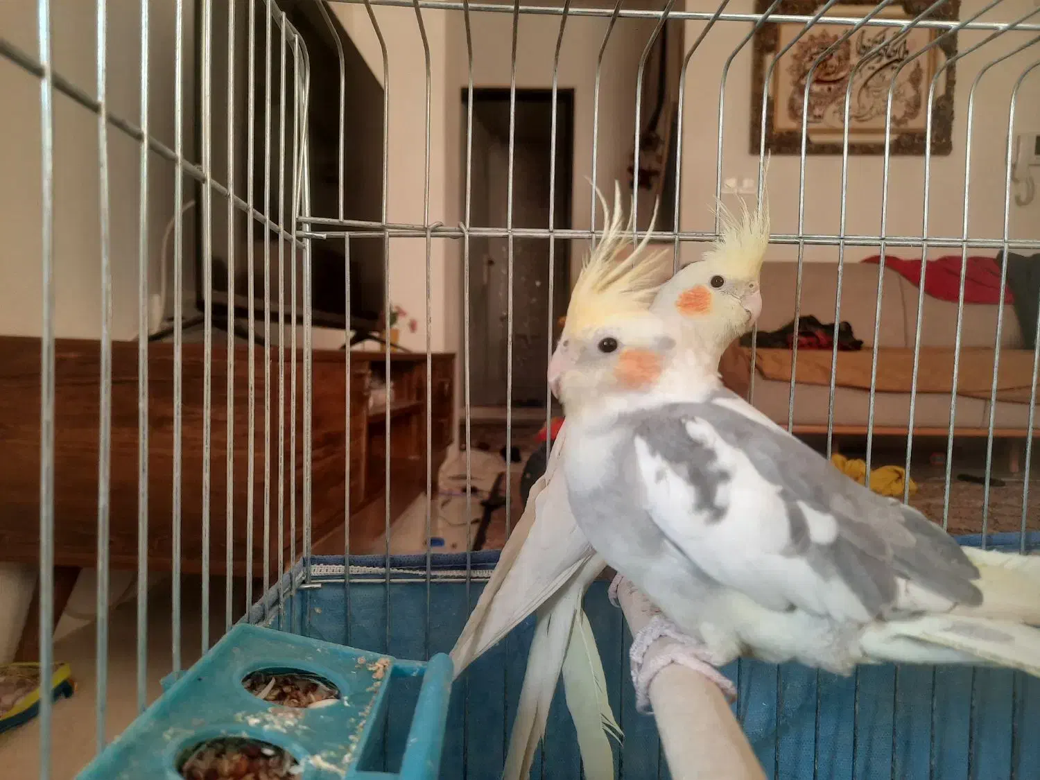 عروس هلندی نر وماده آماده تخم گذاشتن|پرنده|شیراز, گلشن|دیوار