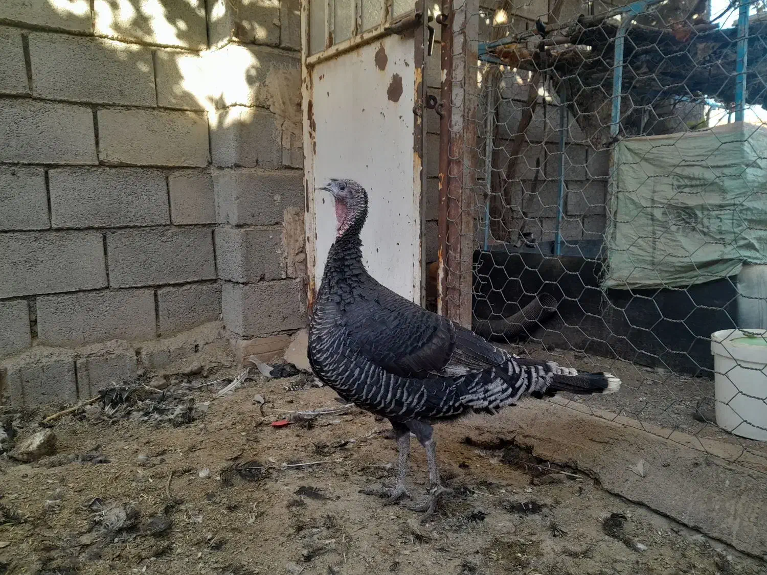 بوقلمون نرو ماده  ۸ ماهه|حیوانات مزرعه|جغتای, |دیوار